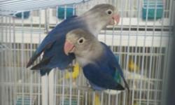 We have a good variety of eyering lovebirds available now
Greens and blues 50
dilute green or dilute blue 60
Violet 75