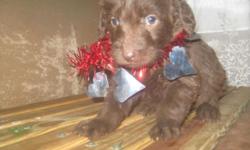 BEAUTIFUL F1 LABRADOODLE PUPPIES CHOCOLATE GIRLS AND CHOCOLATE MALES AND 1 APRICOT FEMALE MOM STANDARD POODLE FEMALE AND DAD A SOLID CHOCOLATE LABRADOR RETRIEVER MALE. ALL FAMILY RAISED,VET CHECKED, FIRST SET OF VAC'S, SERIES OF DEWORMINGS AND