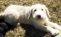 I am ready for my Forever Family! I am a Cream & White Party F1 Labradoodle (I am 1 of a litter of 5 consisting of another cream and white party, a black and white party, and a solid black). I have a great personality and am very interactive. My mom,