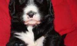 Wonderful F1, 1st Gneration, Party Labradoodles (with the Phantom Factor). Mother is a black AKC Labrador Retriever and dad is an AKC Standard Poodle.
All shots and worming's are up to date and dew claws have been removed.
Please call with questions about