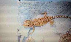 I have fancy orange baby bearded dragons.I also have some that are showing some green. They are 13 weeks old. Call 845-687-0012. Make great pets.priced at $30. and $50.