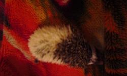 I have a baby hedgehog born on March 23rd, and ready for new homes now! More pictures available upon request. She is handled daily and very friendly. Lineages are known on both parents, and they are available for viewing as well. She is a black pinto, who