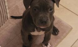 Beautiful Blue Nose bully with blue eyes female dewormed with first shots . Low to the ground with wide chest and large head.ABKC registered.
asking $700.00
Please call 845-603-6501 or 914-382-2548