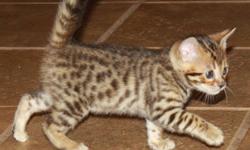 Own your own exotic cat. Gorgeous, healthy, playful Bengal kittens ready to go home. Thye come with first shots and health guarantee.