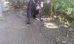 Black brindle ,14 month old female currently in heat.... Never bred before.... Shots and wormed.... Call 585-500-3547