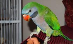 Female Derbyan 6 Years Old Ready For Breeding
Is All Feathered Up -- Beautiful Looking Derbyan
Prefer Calls 631-882-8270
Shipping at buyers cost
