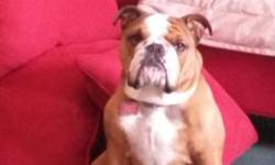 I am looking for a FOREVER home for our wonderful English Bulldog Emelia (aka..Mimi). We took her in for a close friend that couldn't take care of her due to having an infant and Emelia's high demands for attention. She is absolutely wonderful, but is not