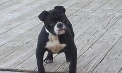 I have a 7 month old female English bulldog. She comes with all her up to date shots plus her akc paper work with full registration. She is not spayed. We want to make sure she is going to a good home. We have a small apartment and just don't have the