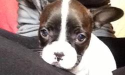 Super cute and very sweet French Bulldog puppy, she is AKC registered, she comes with all of her shots and worming up to date, and she comes with a written health guarantee and a training packet. This little girl loves to play and has a great personality,