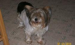 I HAVE A SIX YEAR OLD PARTI YORKIE WHOM I AQUIRED FROM A LADY AND SINCE I HAVE HAD HER I HAVE LEARNED THIS ABOUT HER: SHE IS A VERY LOVING DOG, BUT REALLY SKITTISH AND SUBMISSIVE. I DO NOT KNOW WHAT HER LIFE WAS LIKE BEFORE ME, BUT SHE DEFFINATELY