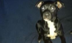 Female pit very good dog pad train look8ng for good home t3xt 16467014843 she 3 month old