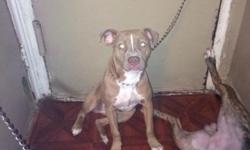 Here I have niya my 4 1/2 month old female Rednose im asking $200 for her please contact for any info , questions 347-893-3868