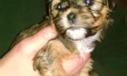 Female Shih-Poo puppy She is hyper allergenic