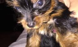 Hello I have one female yorkie from a litter of three pups left. She will be turning 8 weeks on Sunday 3/8/15 and she is up to date on her shots. Very playful, and sweet! Mom and dad are both my pets and on premises. I've attached pictures of the puppy