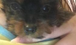 9 week old female yorkie up to date on shots and tail docked. Parents are pure breed and on premises. Mom is a toy size yorkie 5lb dad is a teacup 3lb. Any questions feel free to ask. Thank you.
This ad was posted with the eBay Classifieds mobile app.