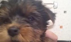 Hello everyone. I have a three month old Purebreed female yorkie available for rehoming. She is the only one left from a litter of four. She's is up to date on shots and is potty trained. She is very sweet, affectionate, and playful. Mom is a toy size