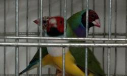 Pair of Cuban Melodious Finch
Pair of Cutthroat Finch
Lady Gouldian Finch Males & Females
Normal Gouldians $50 Yellow Gouldians $55
Red Parrot Finch
All birds are from Florida