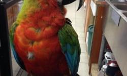 FLAME MACAW ,FRIENDLY 4 YEARS OLD, HE TALKS AND COMES ON HAND, AND EATS FROM HAND, DOES NOT PLUCK OR SCREAMS, FRIENDLY WITH KIDS, LOVES KIDS AND OTHER ANIMALS, IT COMES WITH METAL CAGE AND BIRTH & DNA CERTIFICATE,
SERIOUS BUYERS ONLY; 347-770-6179
This ad