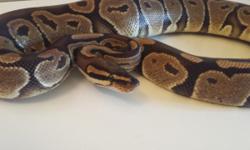 Adult pastel ball python male, proven breader Of eaten for about 3 months . Asking. 80.00 or best ofer for him. For more information please call me at 347-465-3656. Ask for William