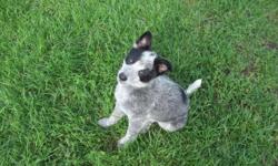 I have 2 female and one male Texas Heeler puppies available... They are 8 weeks old and have been dewormed and will have 1st shots before leaving here... Father is an Australian cattle dog and mother is Australian shepherd. This breed is very active and
