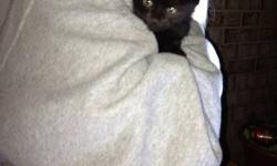 I rescued this baby kitten from under the hood of a neighbors car. Clean kitten,no fleas and very friendly even with dogs. Contact me (kati) via email [email removed]
This ad was posted with the eBay Classifieds mobile app.