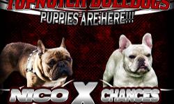 Pups are here Sire is our Russian import Nico Both of his parents are international champions. in Nico's pedigree every single dog is a champion for 4 generation. Chances is one of our top females here she comes from our own selective breeding's out of