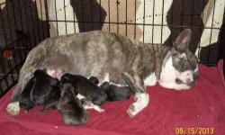 French Bulldog puppies - 5 females & 2 males born 9/15/13. Mother CKC Brindle & White and father is Blue Brindle. Call Shannon at 315-523-0100 after 5pm weekdays and anytime on the weekends.