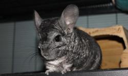 Looking for a new home for our 2 adult male chinchillas. One is black, the other grey. Both are extremely friendly, no biting.
Chinchillas are hypoallergenic and very easy to care for. Fun to take them out of the cage and run around. Need water, pellets,