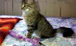 Gentle & Giant Maine Coon Kittens - the Purrrfect Gift Anytime!
Would you be interested in having an animal friend that is loving, affectionate, and who would bring joy to your home? Do you value a companion that is exceptionally intelligent, playful, and