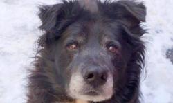 A volunteer writes: Einstein welcomes me, tail wagging and engaging eyes in his kennel. He is chill, let's me leash him without effort and off we go for a walk around the block. He is an all black Collie, wrapped in a thick and healthy coat that could use