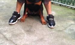 Hi there I have a 4 month old Rottweiler I can't keep so plz if your looking for one plz contact me the dogs has all shot paper work this is a quick sale 631 805 2954 ask for jay