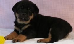 Champion bloodline German Rottweiler pups born April 30th, Almost ready to go, now accepting deposits for 8 week adoption. Excellent Temperament & health certification guarantee from Vet. Large Block heads, DNA, Micro chipped for permanent identification,