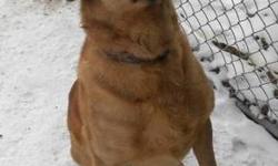 German Shepherd Dog - Buddy - Large - Adult - Male - Dog
Buddy is a handsome, 6 year old, neutered male, shepherd/lab mix. He is outgoing and playful and he loves to tear around the yard and chase his toys. Buddy is such a cheerful, bouncy boy, so come