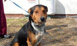 German Shepherd Dog - Jeff Foxworthy Adopted!!! - Medium - Adult
My name says it all! Everyone gets a laugh as I am quite the commedian! I have reached celebrity status and my entourage (kennel staff) loves me and pampers my every need. I am a very sweet