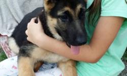 German Shepherd Puppies Black & Tan, AKC Registered, 12 Weeks Old, Vet Checked, Dewormed, Champion Bloodline, Hip Certified, Good Temperament, Parents On Promises.
Price: $650
Phone Number: 845-887-5716
Location: Long Eddy NY
Large Dogs in photos is