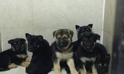 i have 8 puppies to choose from. beautiful german shepherds with great tempered parents. pure breed please call 718-880-1968 9am-7pm only.