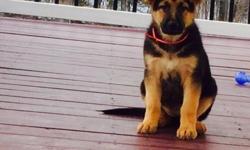 Lady is a beautiful, 11 week old German Shepherd puppy. She is AKC Registered and is up to date on all vaccinations. Her parents come from a line of police dogs and she is already a very enthusiastic learner. She is a very energetic girl and as big as the