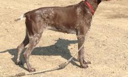 I have two purebred German short hair pointers a purebred 1 yr old akc registerable German pointer he is a great dog LOVES everyone from tiny kids to adults gets along well with other dogs and animals . He's not yet been hunted . I also have a 5 yr old