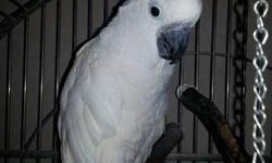 Four year old Goffin, dna sexed male who is hand tamed, very friendly and playful! Asking $700 without cage!