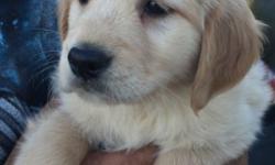 Akc golden retriever puppy. 8 weeks old today. Vet checked. First shots ready for. There new home. We have 2 beautiful females left 900
This ad was posted with the eBay Classifieds mobile app.