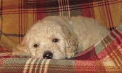 We have been breeding goldendoodles for nearly 10 years now and have dogs and puppies that have beautiful coats and wonderful temperaments and health. These puppies are raised in our home with small children and lots of love and socialization. We are