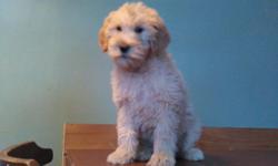 JUST ONE AVAILABLE .Ready St.Patrick's Day.Registered F1 Goldendoodle puppies.Born 1-20-15 Ready when he is 8 weeks old. wormed every two weeks ,Vet checked and comes with first set of puppy shots.Mom is a petite red Golden Retriever and Dad is a White