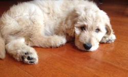 Our Goldendoodle puppies are Due October 1-3, in Geneseo, NY. We only have one litter a year, and this is Annie?s second litter. Mom is AKC golden retriever, 4 years old, and a petite 50lbs (when not expecting puppies). Dad is a white AKC standard poodle,