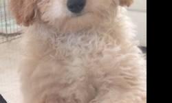 My Goldendoodle F1B puppies [Pink Collar Female] will be LOW to NON-SHEDDING, recommended for families with moderate to severe allergies, and amazingly intelligent family companion.
The mother, Molly, is a Cream Goldendoodle, very friendly, amazingly