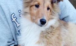 We have one very gorgeous AKC Shetland Sheepdog puppy available. He has been vet checked, dewormed and has his puppy shots to date including Rabies. Health guaranteed. Ready to go now. He is being offered as a pet on a limited registration for $650. Older