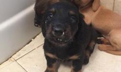 Up for sale very cute 2 month old puppies of Dachshund. We have two girls and two boys. They are ready to go to a new house, please call me for more information (347) 6622444 Mike