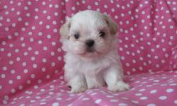 Hi
Only One Little Girl Left!!
GORGEOUS LITTLE GIRL!
On the smaller side
mom is 7 lbs.
Ready march 4th
Have been
Vet checked
Puppy shots
and wormed
Crate trained : )
SKIP THE CANDY
PUT THIS
LITTLE CUTIE IN YOUR BASKET!!