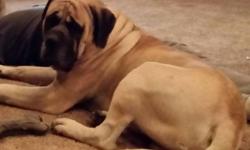 We have gorgeous English Mastiff Puppies!!. AKC registration, limited. They come with a 1 yr health guarantee, up to date vaccinations, worming, vet checked, and puppy package.
Our puppies are well socialized. They are socialized from the minute they are