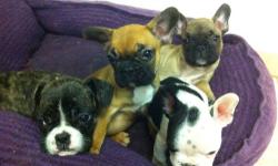 Hello, I have a gorgeous litter of French bulldog pups. They are 2 month old and ready to go. Got the shots up to date and have been to the vet. They are home raised with lots of love and around cats as well. They come with a puppy package which includes