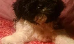 GORGEOUS ...LAST ONE! !
Treat yourself to a sweet. .fun...Lil puppy
wonderful start to the new year! :)
Mom is a king Charles cavalier spaniel (very petite)
Dad is a tiny 4 lb Toy Poodle
* Ready Now *
* DELIVERY AVAILABLE *
He has had
1st shots
Wormed